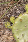 Common pricklypear